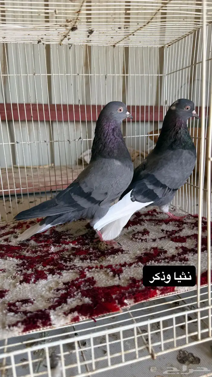 حمام قطايف وبكستاني وزاجل ورقاص جاهز للي يبي ينتج 1