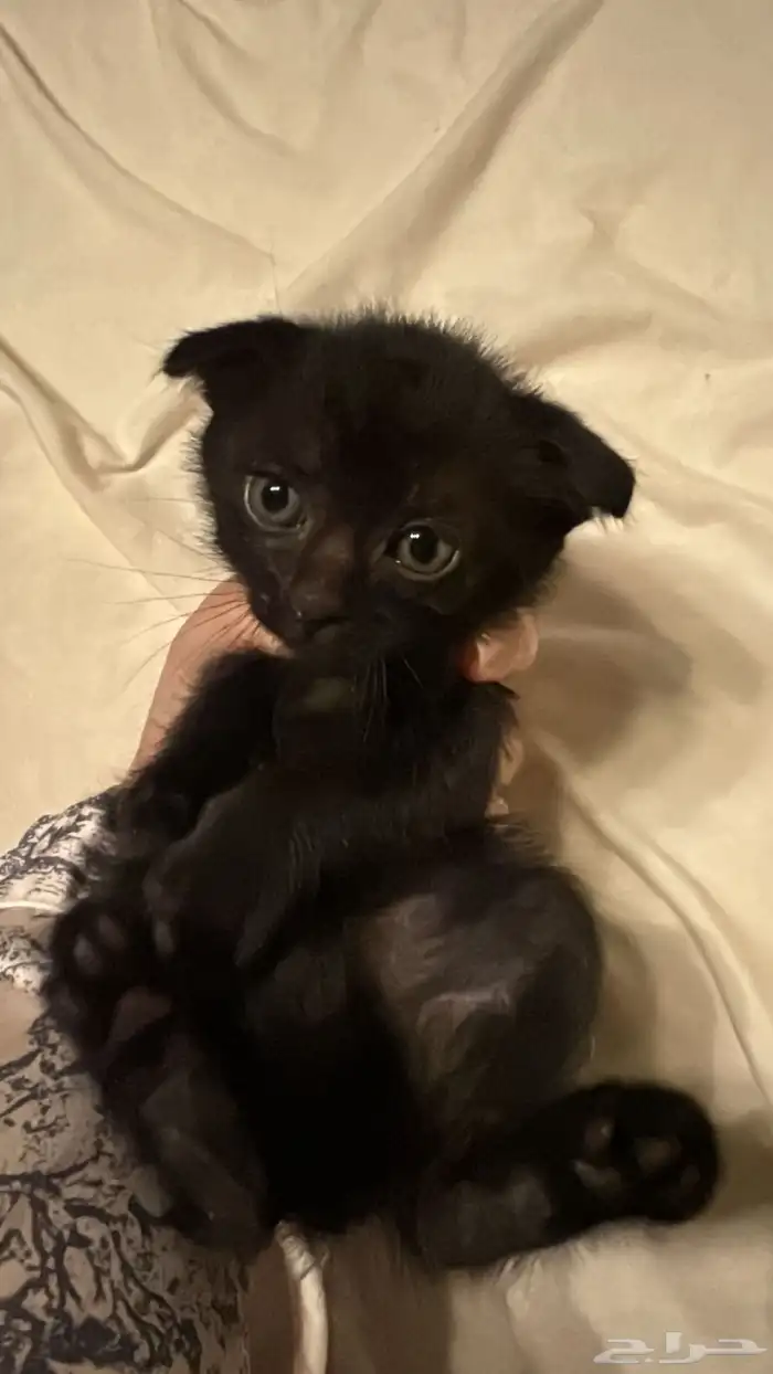 قطط سكوتش وقطه بلديه للتبني 1