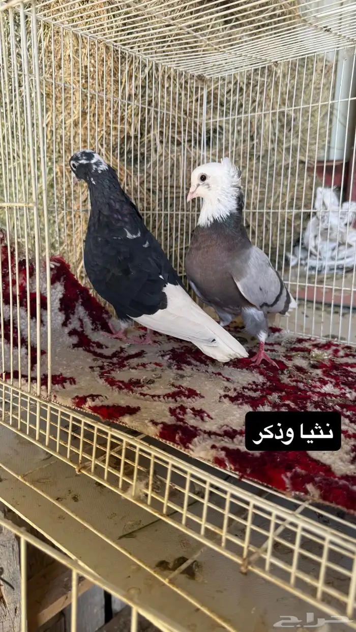 حمام قطايف وبكستاني وزاجل ورقاص جاهز للي يبي ينتج 4