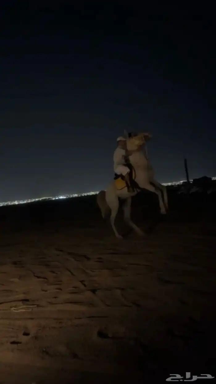 حصان شيخ حراره واهو للبيع 3