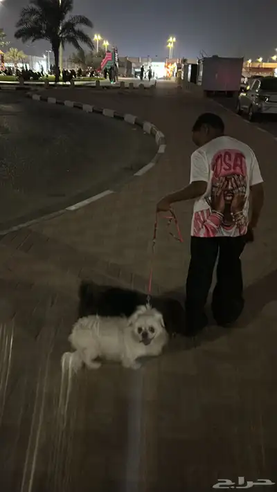 كلب بيكيني index