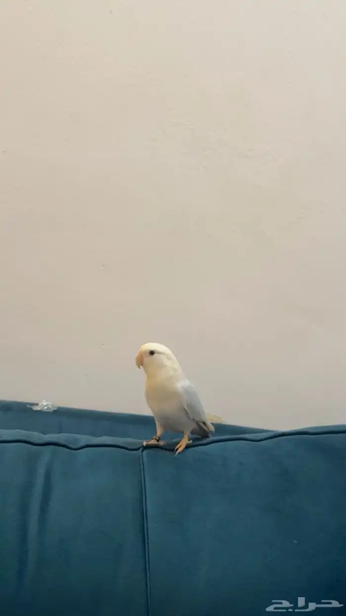 روز اليف البيع مستعجل والسعر مناسب جدا 2