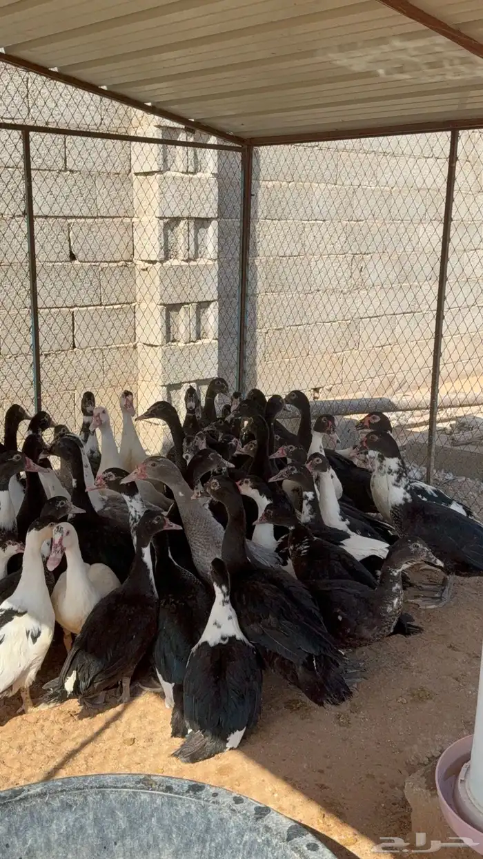 بط بح 1