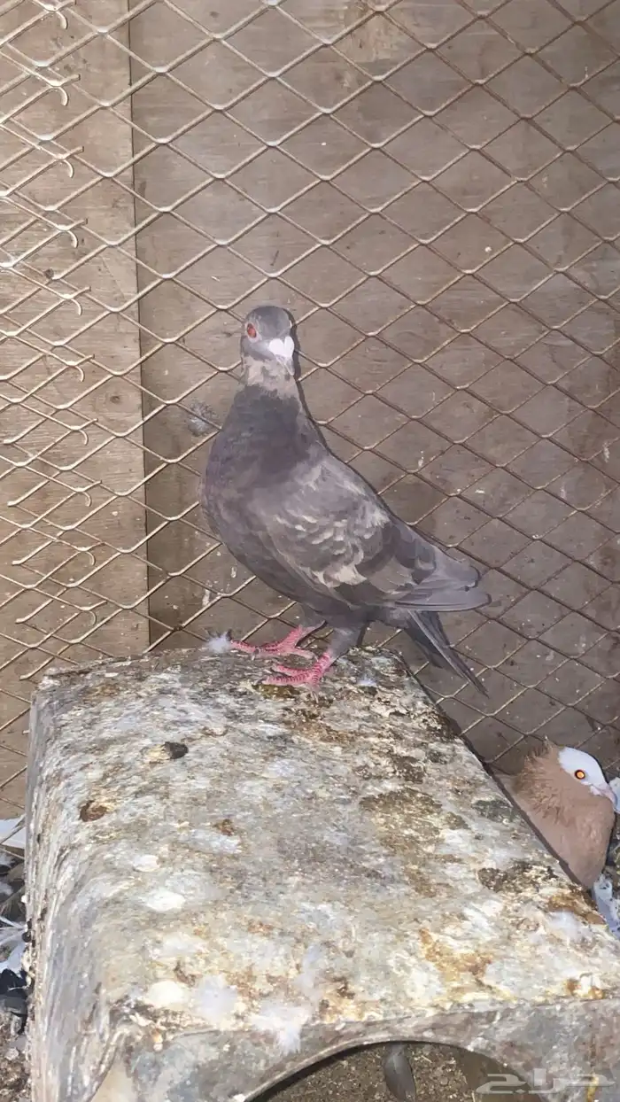 انثا زاجل زينه 5