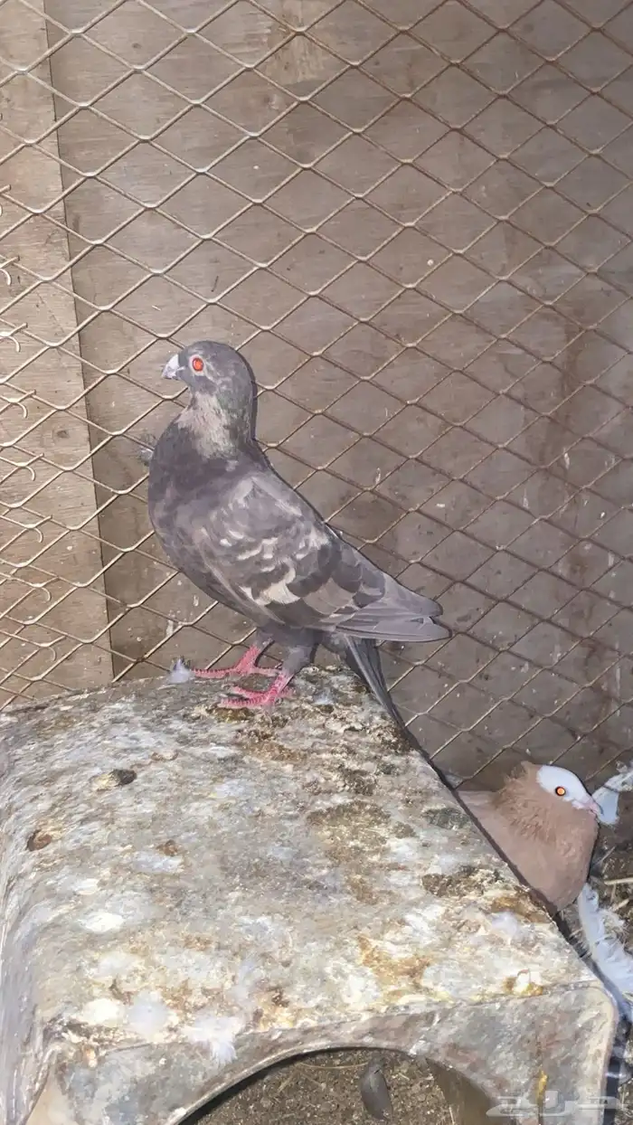 انثا زاجل زينه 7