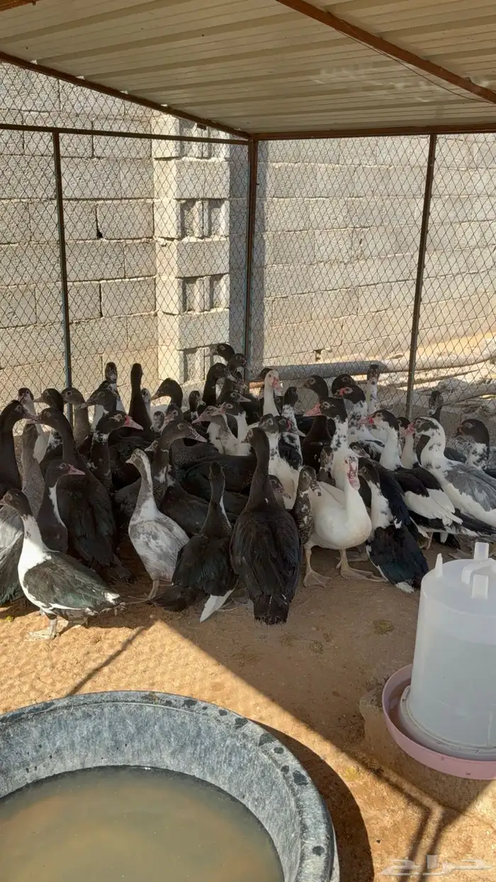 بط بح 3