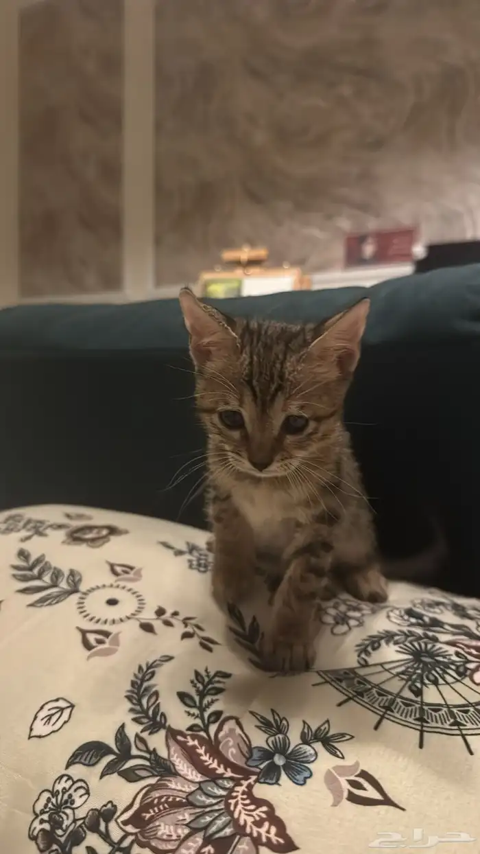 قطط سكوتش وقطه بلديه للتبني 3