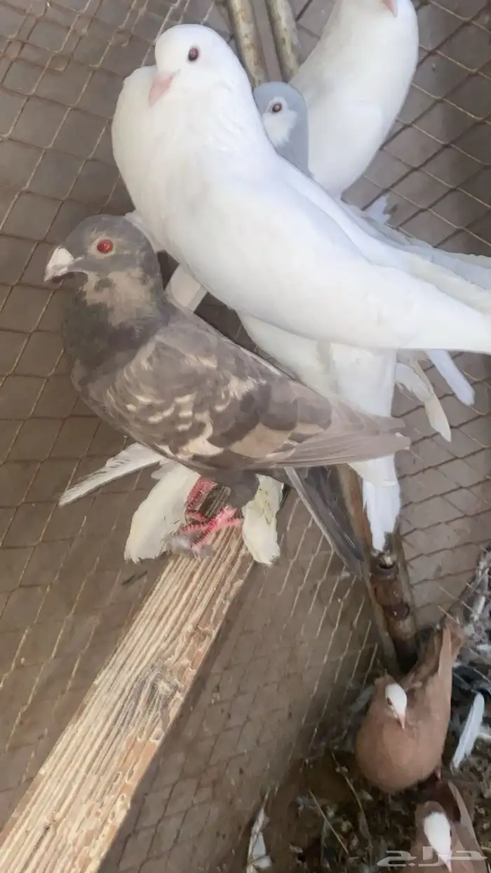 انثا زاجل زينه 4