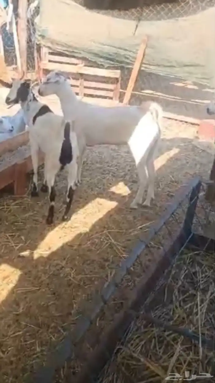معزا بيشيات 0