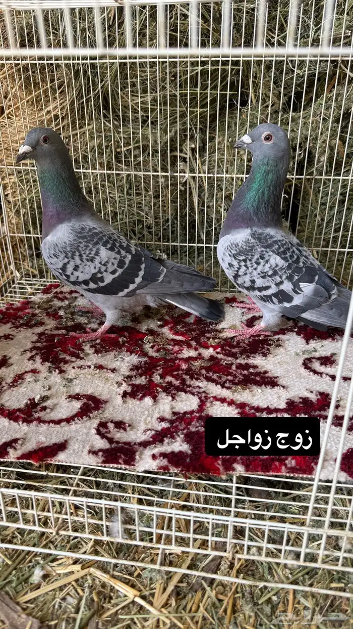 حمام قطايف وبكستاني وزاجل ورقاص جاهز للي يبي ينتج 14