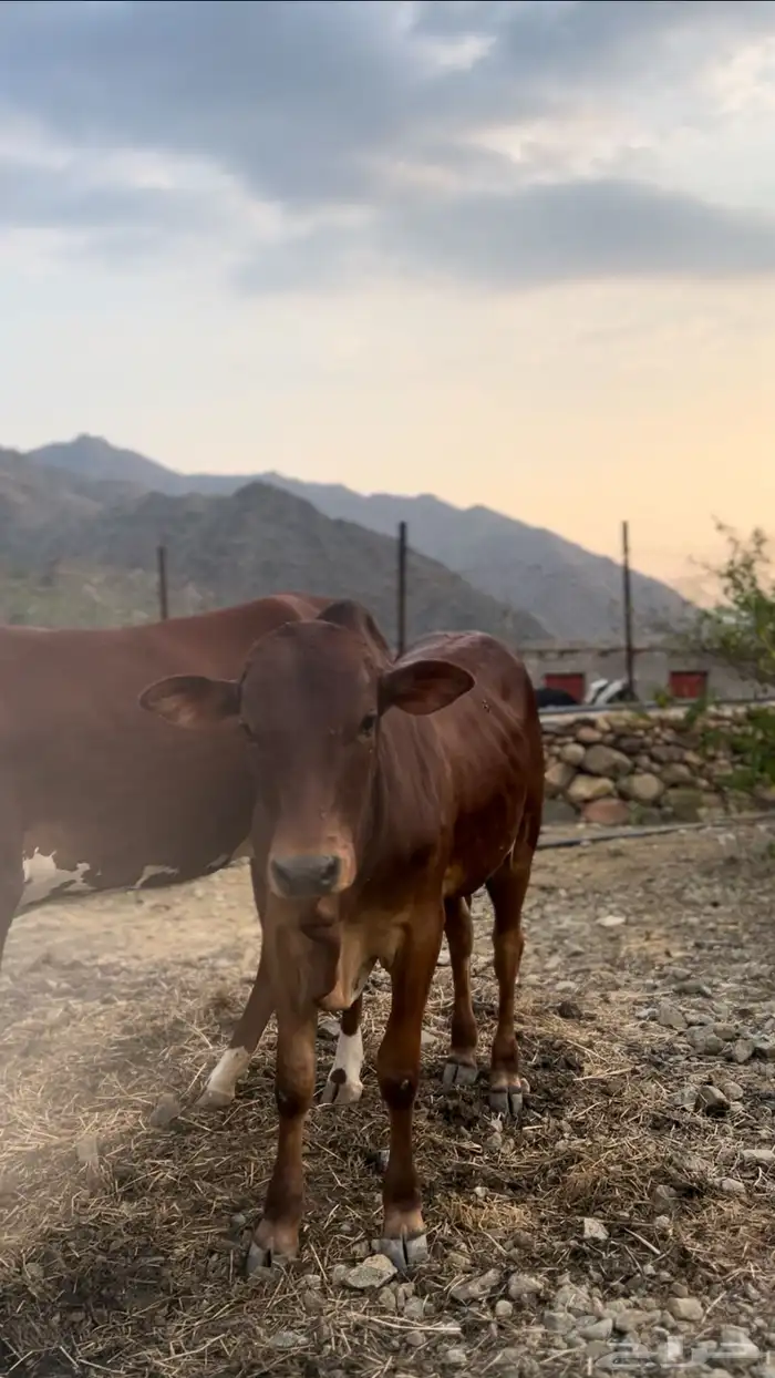 حسلان بلدي للبيع 3