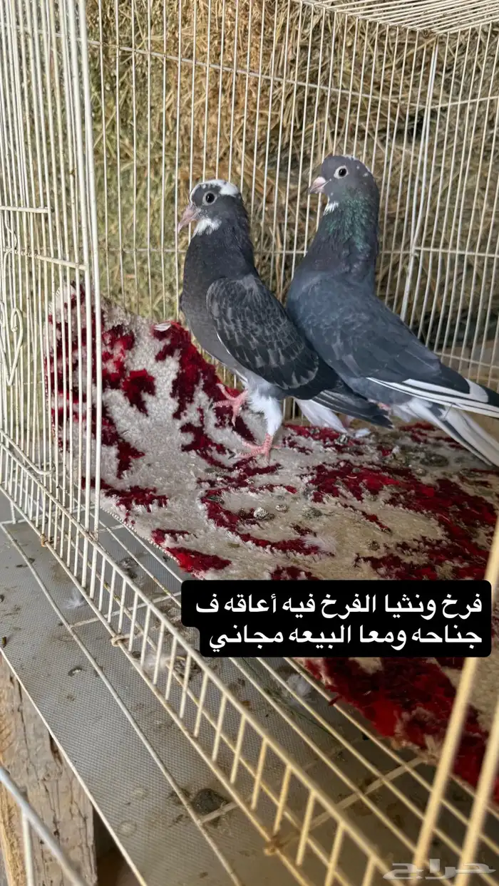 حمام قطايف وبكستاني وزاجل ورقاص جاهز للي يبي ينتج 12