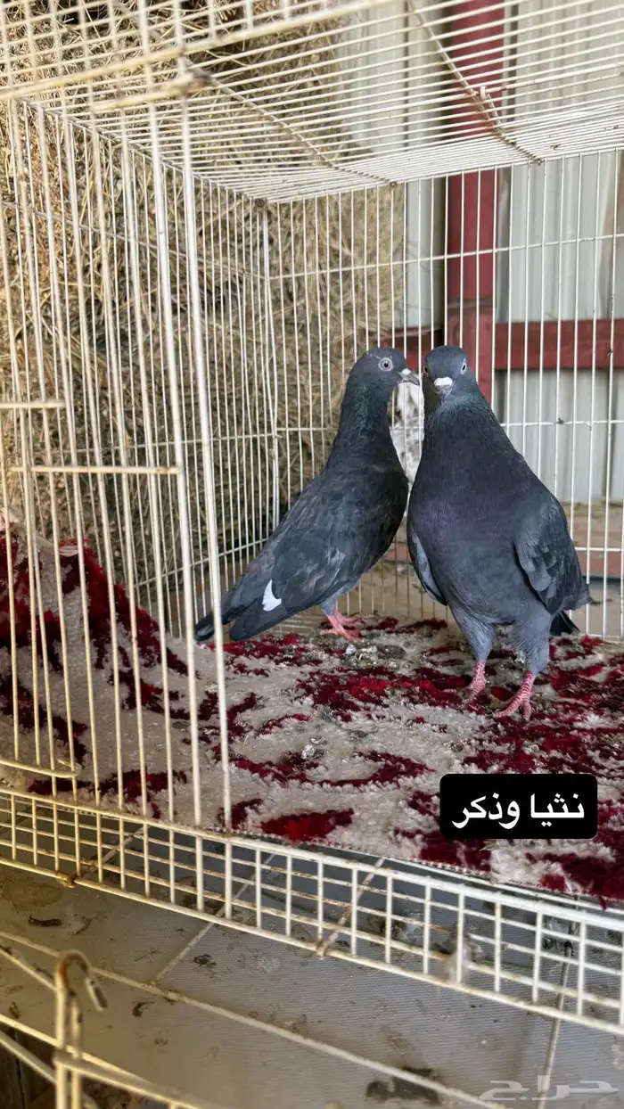 حمام قطايف وبكستاني وزاجل ورقاص جاهز للي يبي ينتج 6