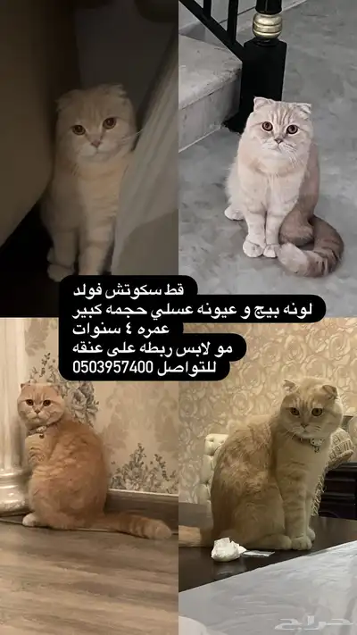 قط سكوتش فولد مفقود في المطرفيه 0