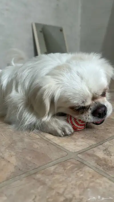 كلب بيكيني index