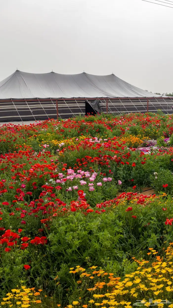 خيام صيوان عدد 2 اللون اسود مبطنة من الداخل 12 22 4