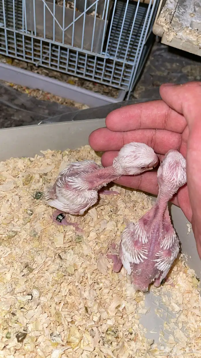 فرخين روز البينو عيون حمراء 1