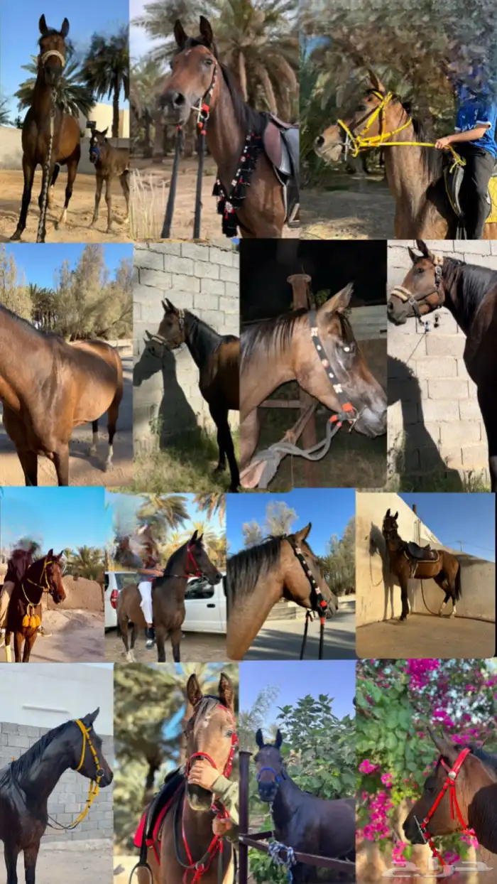 فرس شعبيه 0