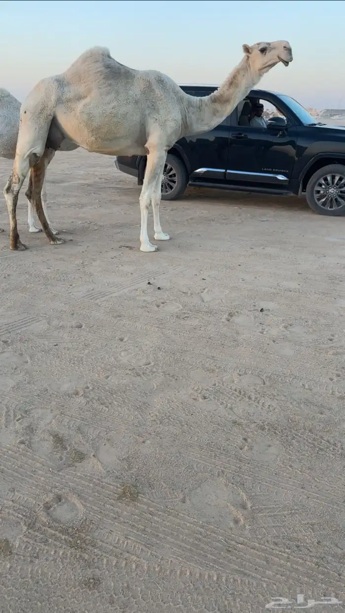 عشرا رباع كفوو 0