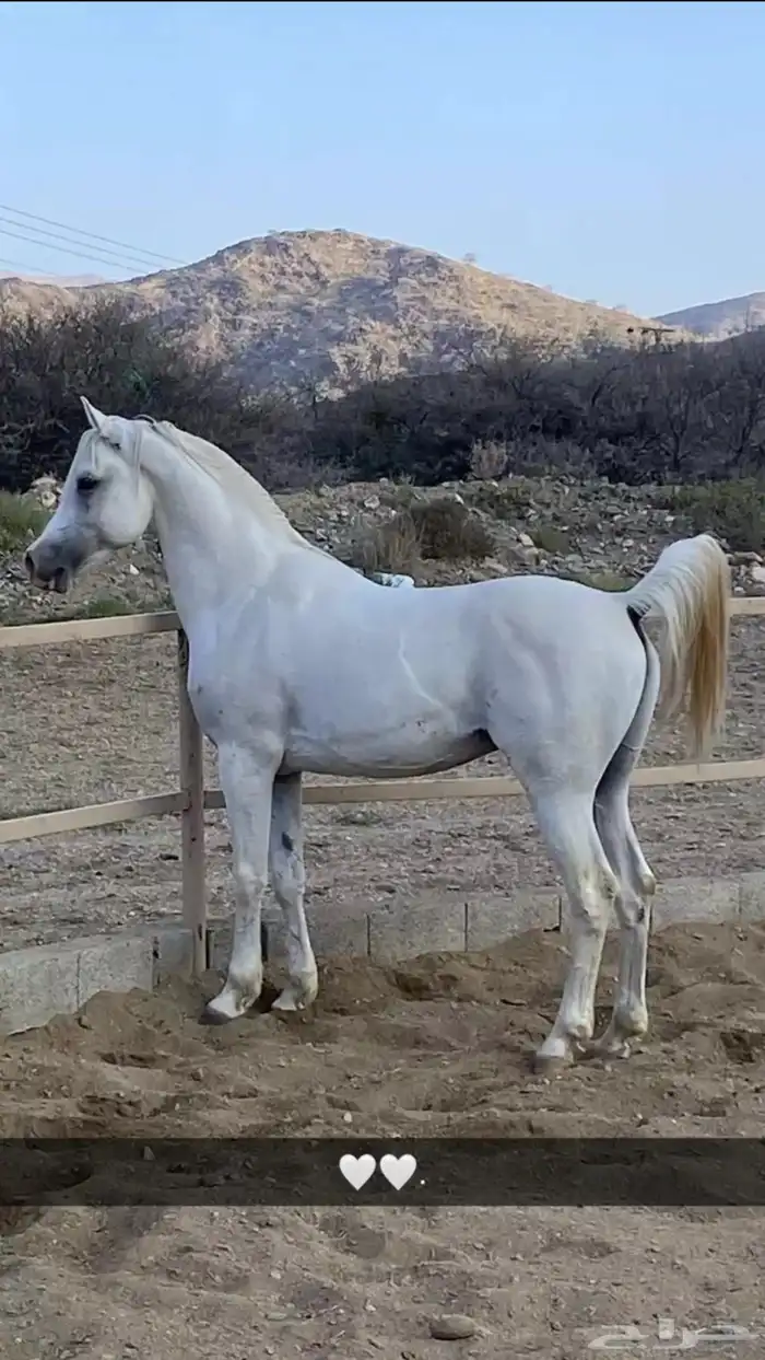 خيل 0