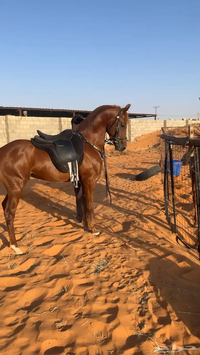 مهر شعبي معسوف وجاهز كفو ويبيله خيال تم البيع 3
