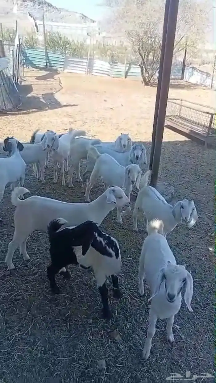 تيوس و جفار 0