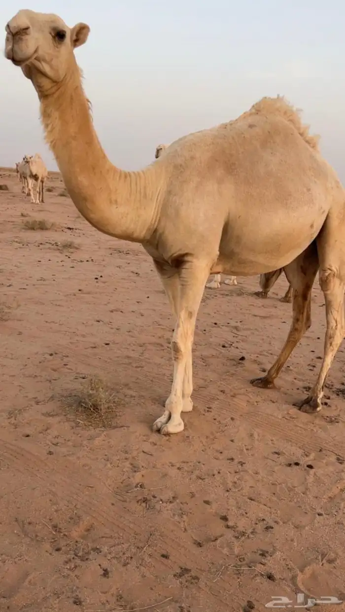 للبيع ثلاث بكار حقايق 0