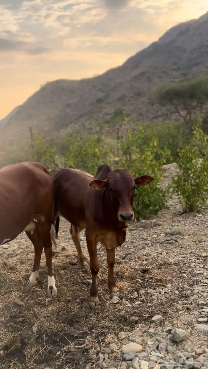 حسلان بلدي للبيع 4