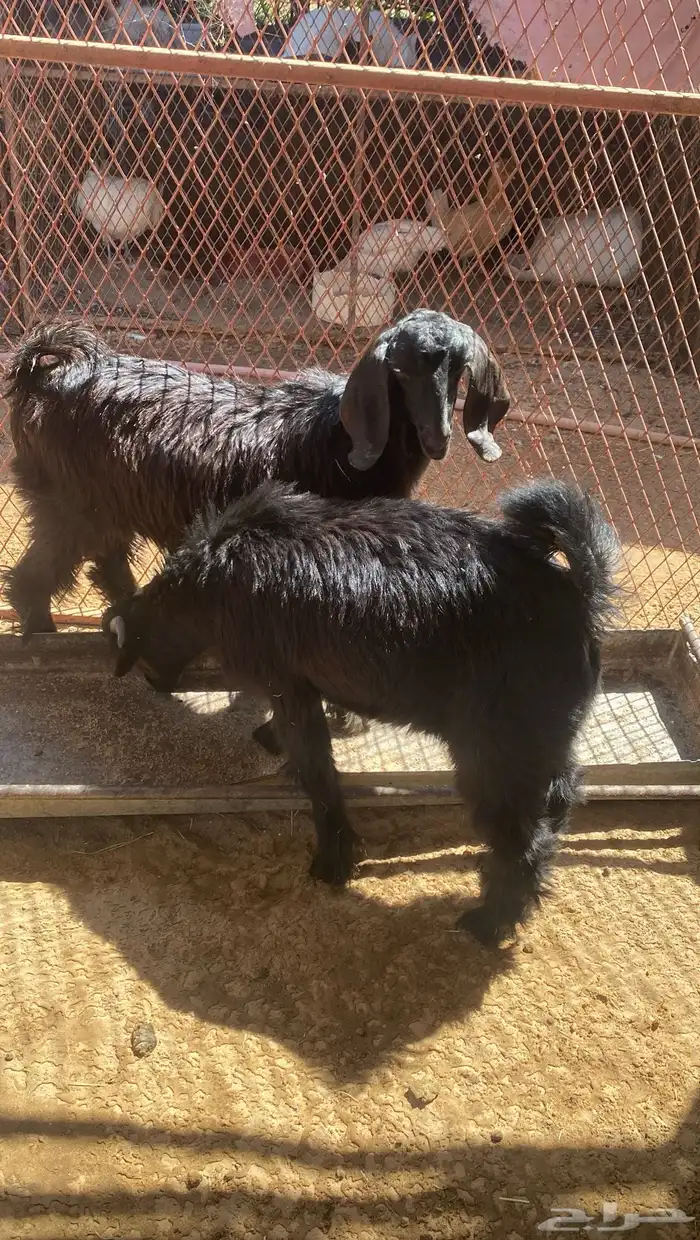 تيوس للبيع 0