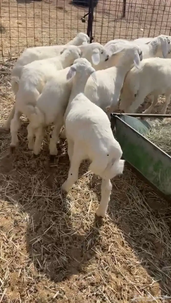 بهم حري مراح نضيف 0