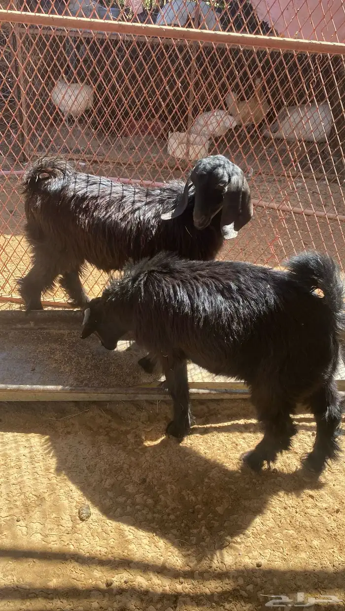 تيوس للبيع 1