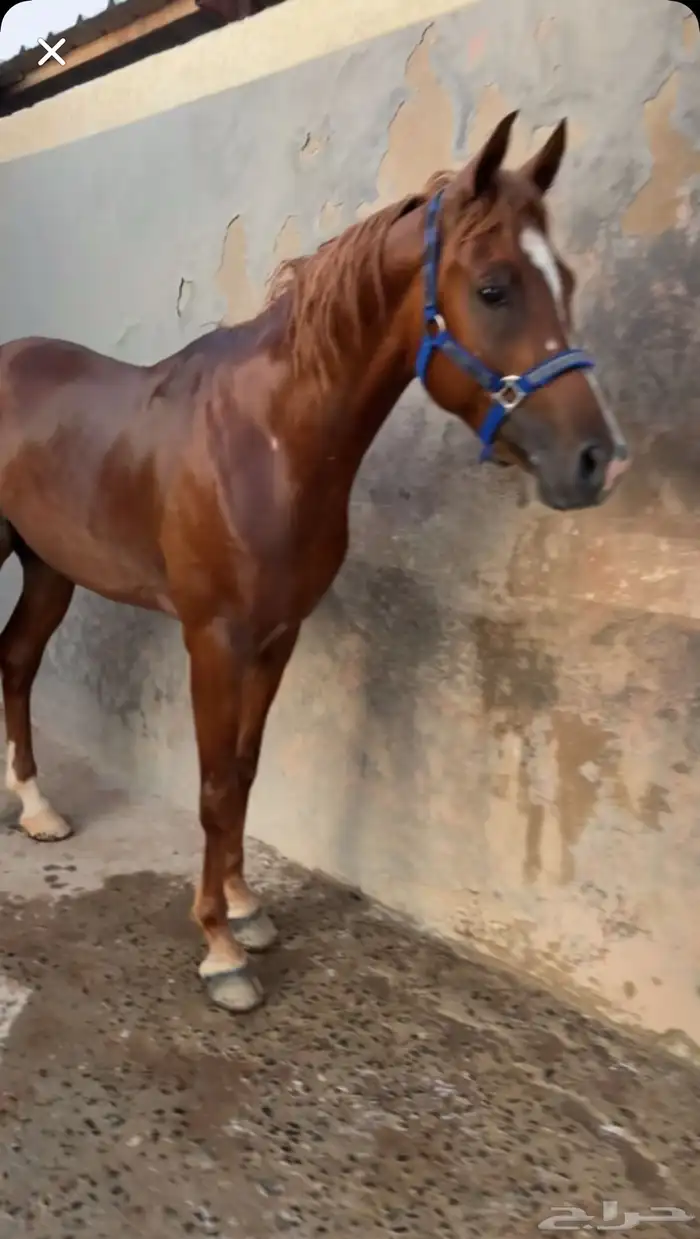 حصان عربي شعبي 2