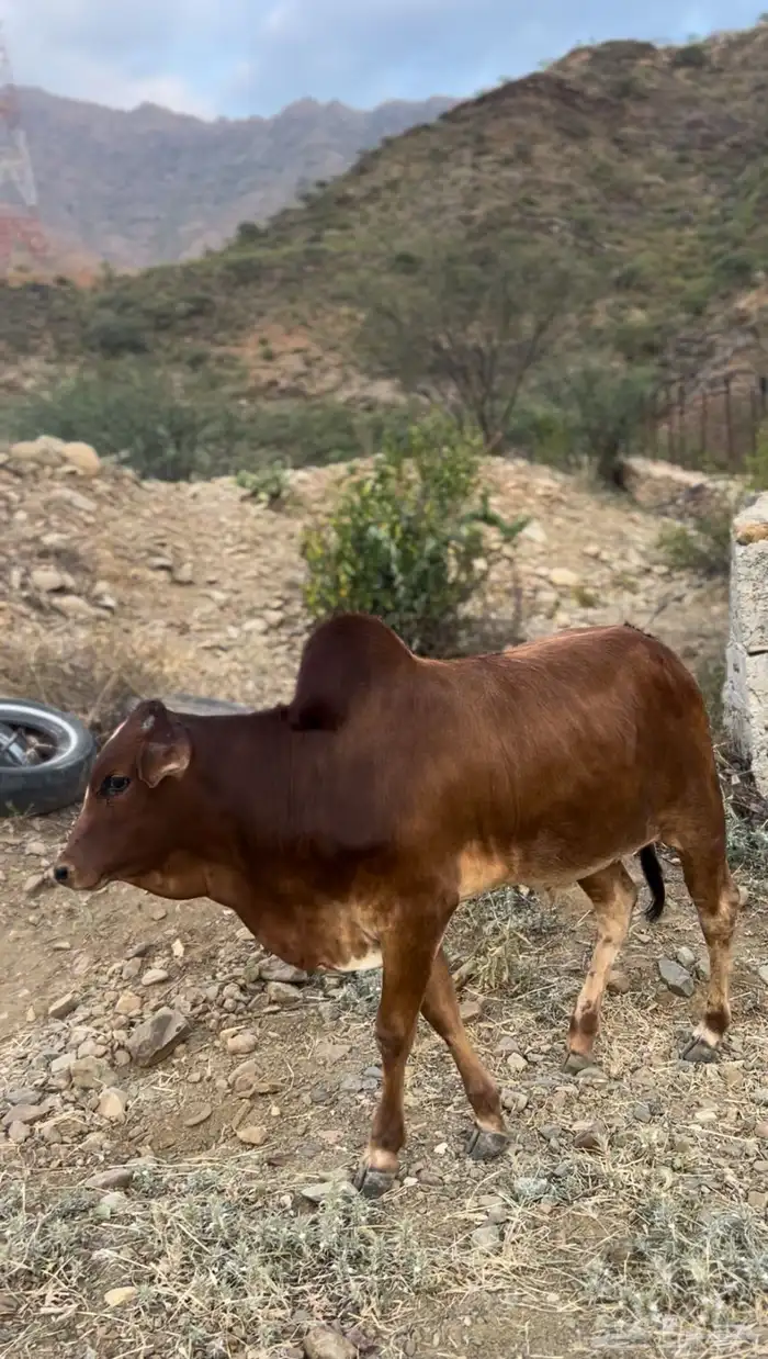 حسلان بلدي للبيع 1