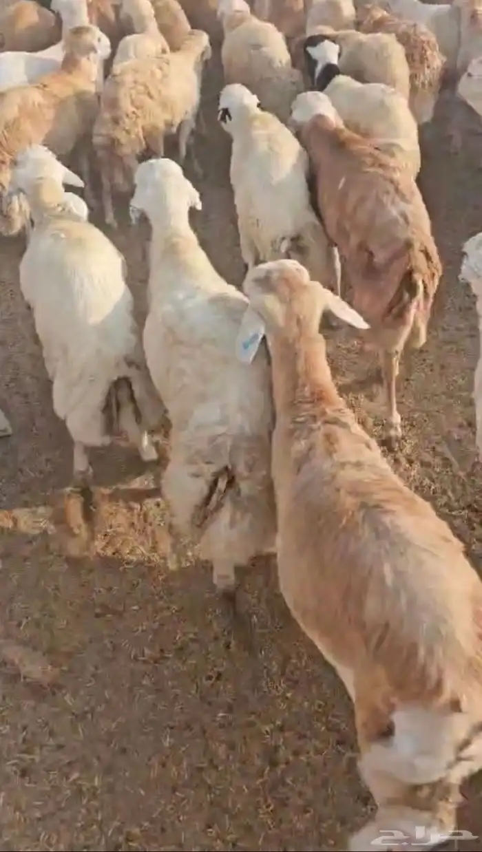 فرصة لا تعوض رفيدي مرابي 680 فقط 1