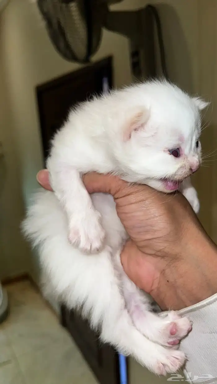 انتاج جديد مواليد1 10 2025 شيرازي مهجن لون ابيض عسلي 13