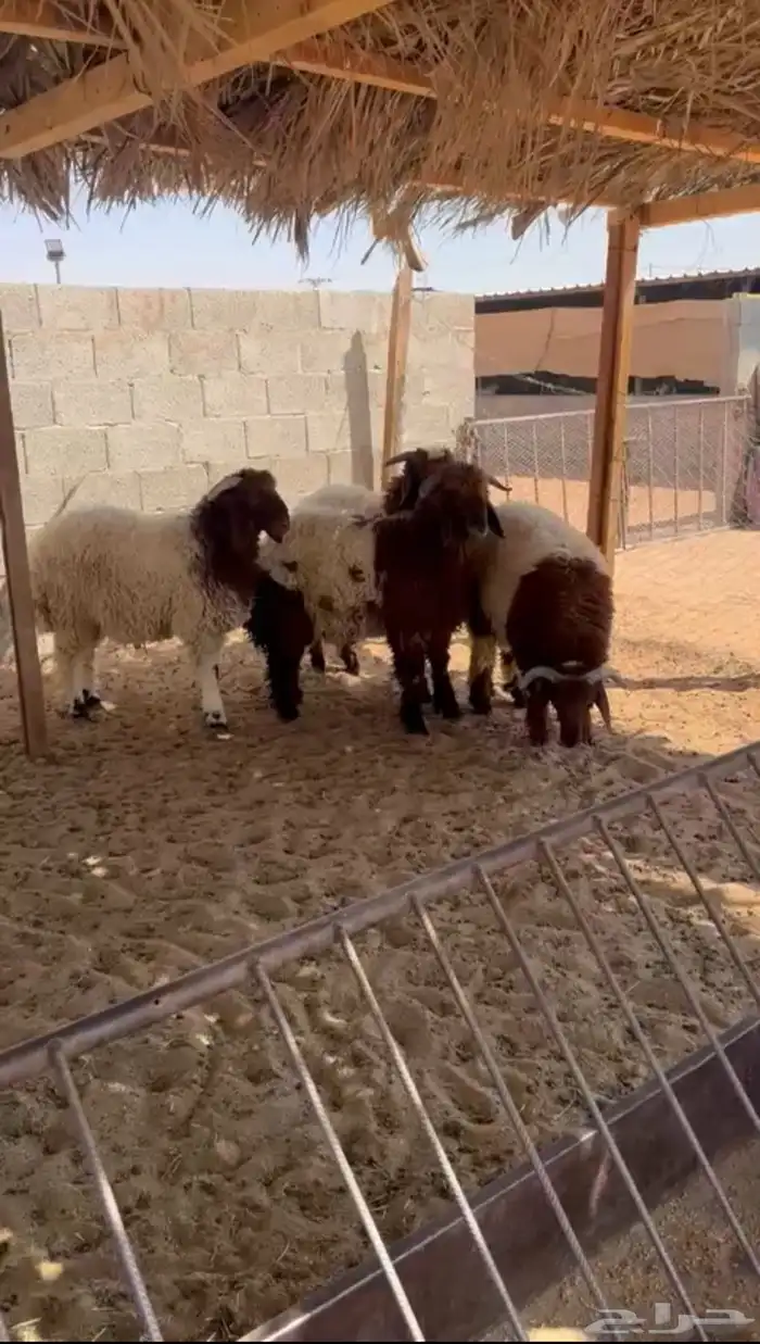 خرفان نعيم 0