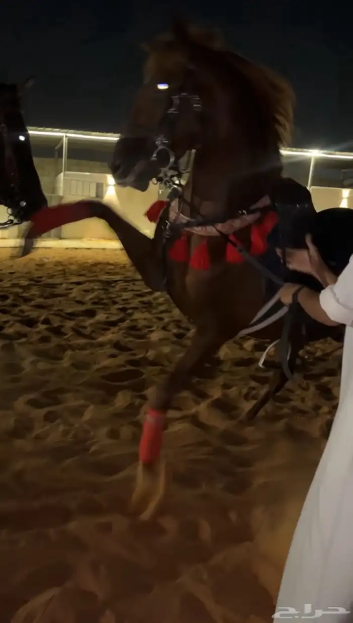 مهر شعبي معسوف وجاهز كفو ويبيله خيال تم البيع 9