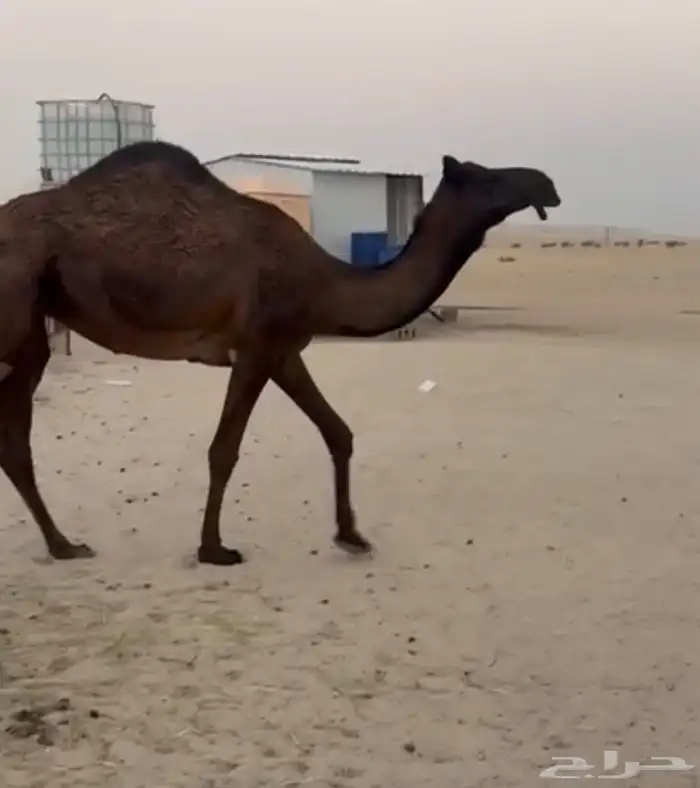 بكره مجهم حقة للبيع 0