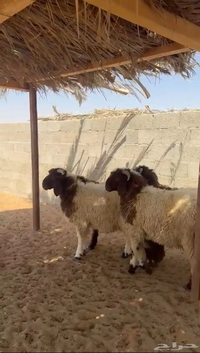 خرفان نعيم 1