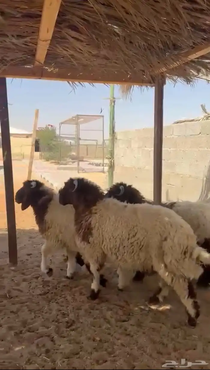 خرفان نعيم 2