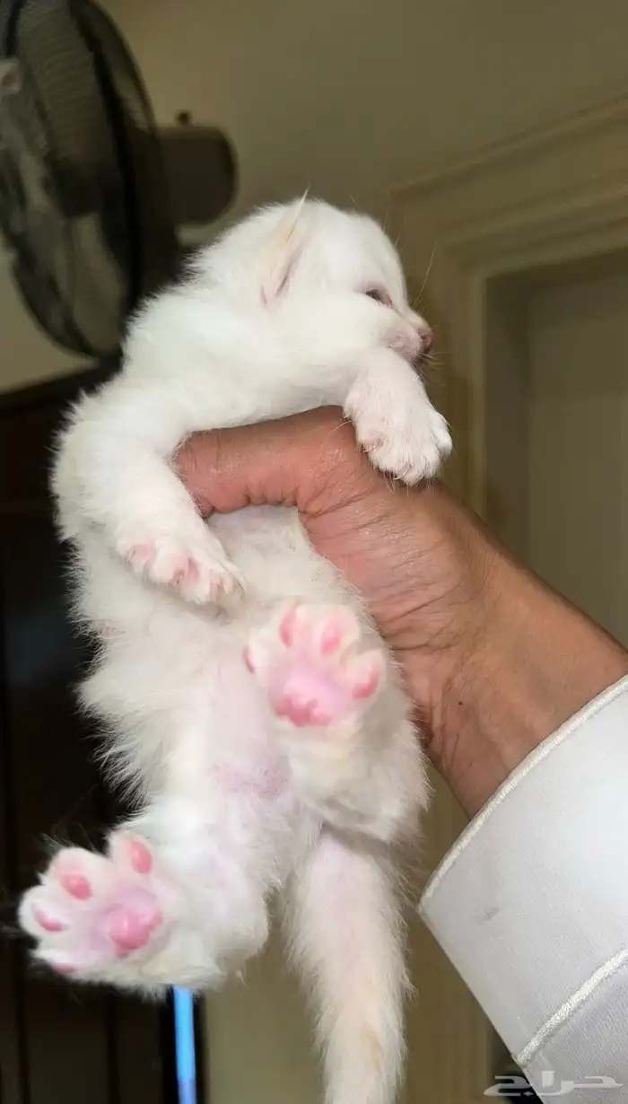 انتاج جديد مواليد1 10 2025 شيرازي مهجن لون ابيض عسلي 12