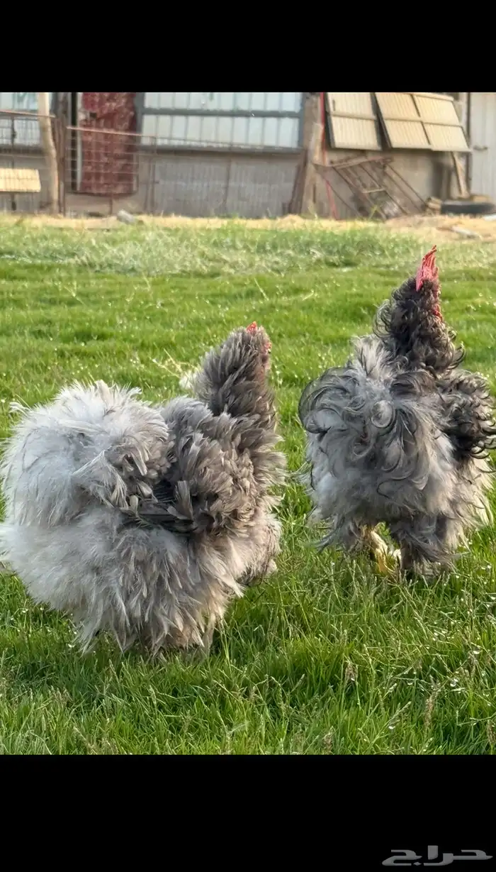 دجاج كوشن مفتل 3