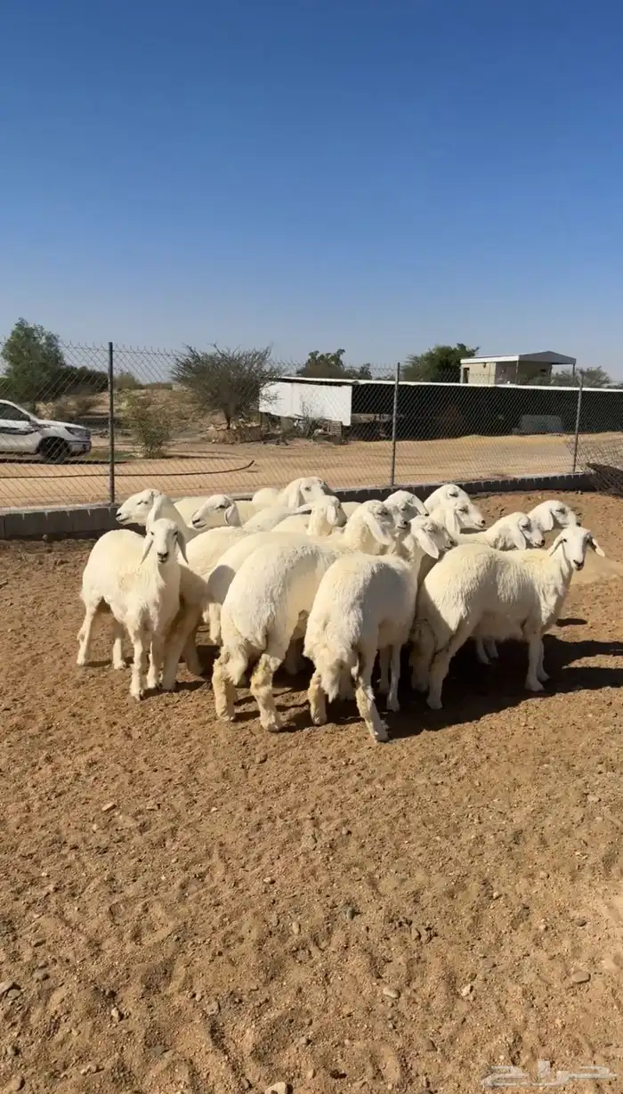 رخال تأسيس مراح 1