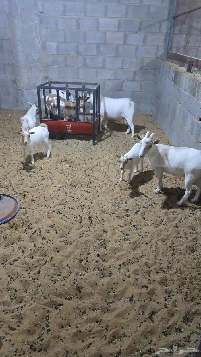 للبيع ماعز قزمي اناثي فقط و منوة المرربي و الاقناء 9