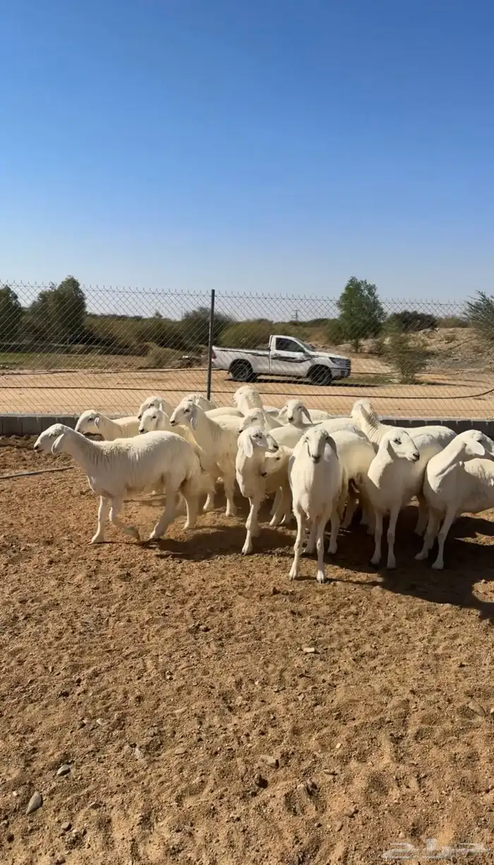 رخال تأسيس مراح 2