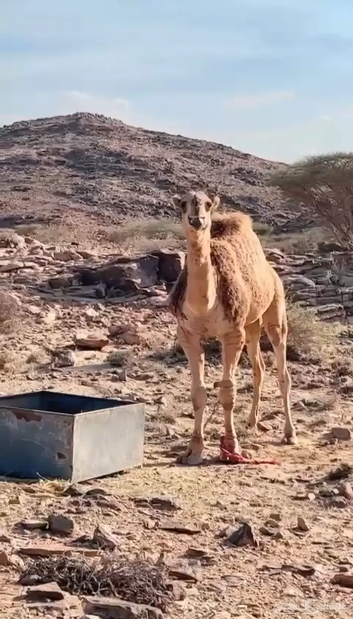 بعير للبيع 1
