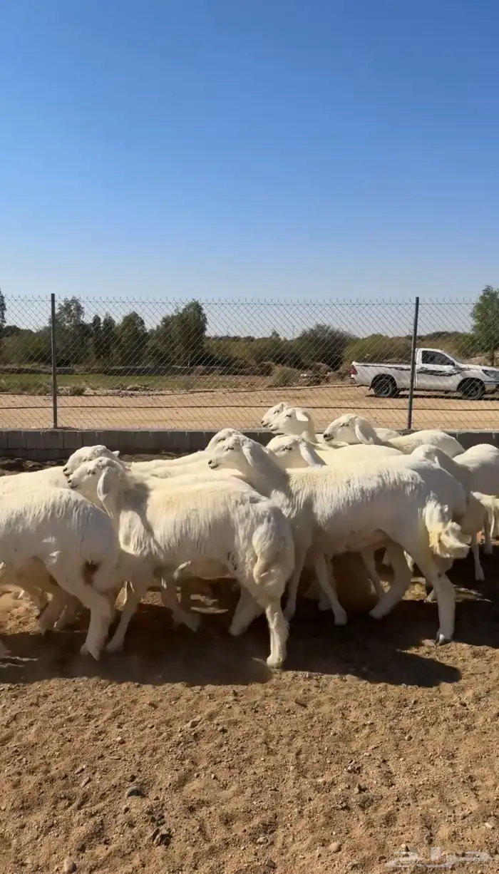 رخال تأسيس مراح 0