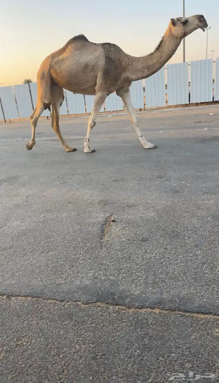 بكره حمرا 0