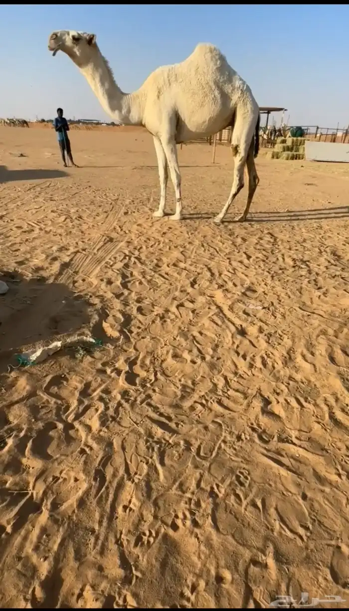 بكره كفوو 0