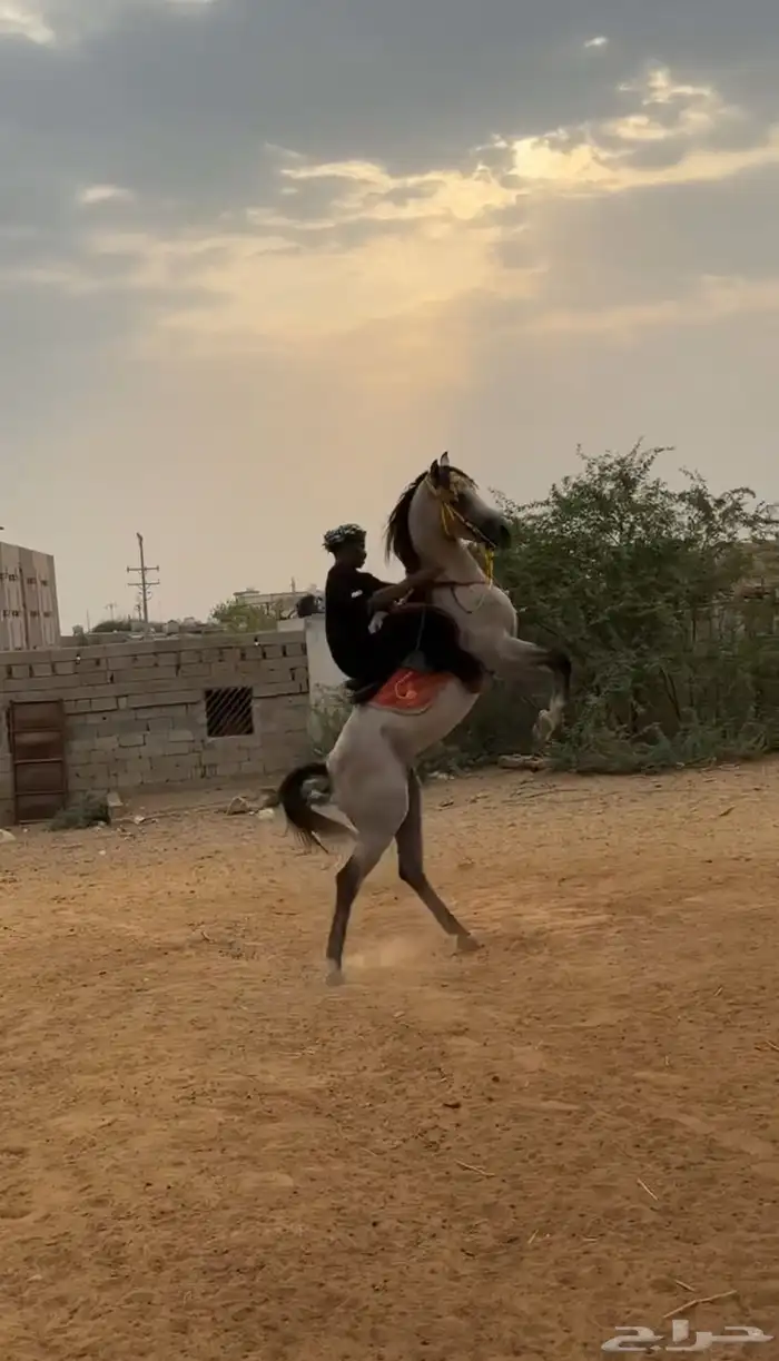 حصان شعبي فاخر 6